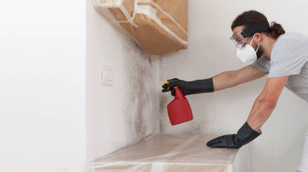 Professional Basement Mold Remediation technician working in Bath, PA