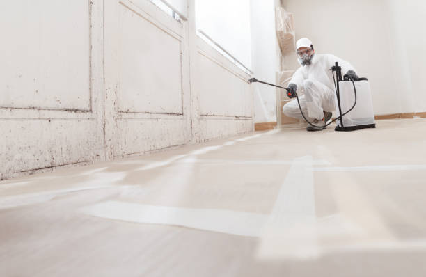 24/7 Emergency Basement Mold Remediation experts in Bath, PA
